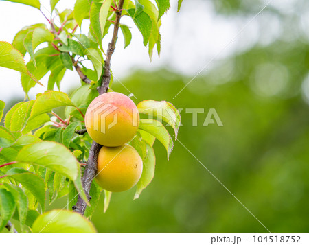初夏の美しい景色 甘い香りがするたわわに実った梅の実 初夏の美しい景色 甘い香りがするたわわに実った梅の実 104518752