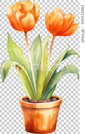 Tulip Flower in Pot Watercolor Painting. Clipart Colorful Tulips Flowerpot. 104518861