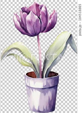 Tulip Flower in Pot Watercolor Painting. Clipart Colorful Tulips Flowerpot. Tulip Flower in Pot Watercolor Painting. Clipart Colorful Tulips Flowerpot. 104518865