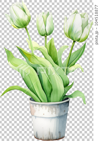 Tulip Flower in Pot Watercolor Painting. Clipart Colorful Tulips Flowerpot. Tulip Flower in Pot Watercolor Painting. Clipart Colorful Tulips Flowerpot. 104518877