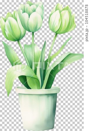 Tulip Flower in Pot Watercolor Painting. Clipart Colorful Tulips Flowerpot. Tulip Flower in Pot Watercolor Painting. Clipart Colorful Tulips Flowerpot. 104518878