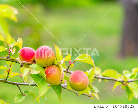 初夏の美しい景色 甘い香りがするたわわに実った梅の実 初夏の美しい景色 甘い香りがするたわわに実った梅の実 104518925