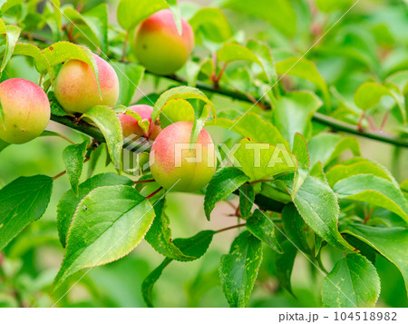 初夏の美しい景色　甘い香りがするたわわに実った梅の実 104518982