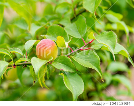 初夏の美しい景色 甘い香りがするたわわに実った梅の実 初夏の美しい景色 甘い香りがするたわわに実った梅の実 104518984