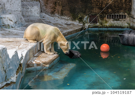 ホッキョクグマ 天王寺動物園 ホッキョクグマ 天王寺動物園 104519187