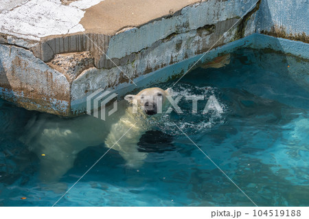 プールの中で遊ぶホッキョクグマ 天王寺動物園 プールの中で遊ぶホッキョクグマ 天王寺動物園 104519188