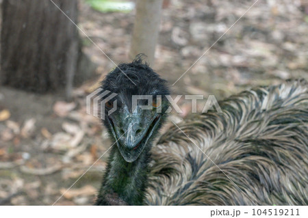 エミュー　天王寺動物園 104519211