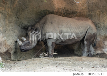 クロサイ（ヒガシクロサイ）天王寺動物園 104519212
