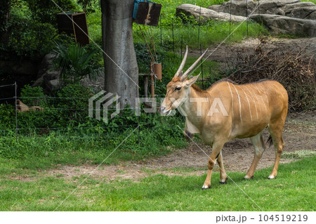 エランド（イランド）　天王寺動物園 104519219