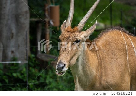 エランド（イランド）　天王寺動物園 104519221