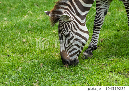 シマウマ(グラントシマウマ)天王寺動物園 シマウマ(グラントシマウマ)天王寺動物園 104519223