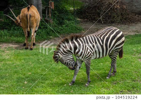 シマウマ（グラントシマウマ）天王寺動物園 104519224