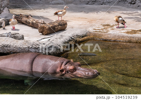カバ 天王寺動物園 カバ 天王寺動物園 104519239
