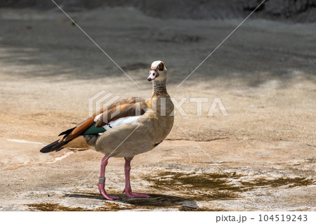 エジプトガン 天王寺動物園 カバ舎 エジプトガン 天王寺動物園 カバ舎 104519243