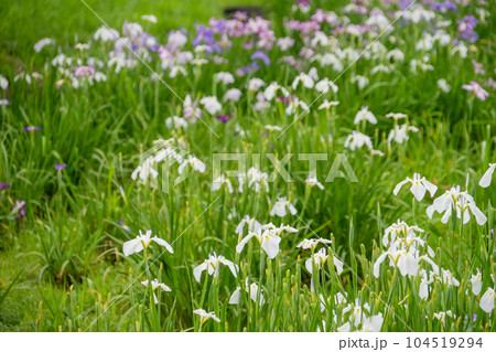東京都葛飾区　水元公園の花菖蒲（6月上旬） 104519294