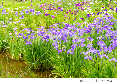 東京都葛飾区 水元公園の花菖蒲(6月上旬) 東京都葛飾区 水元公園の花菖蒲(6月上旬) 104519301