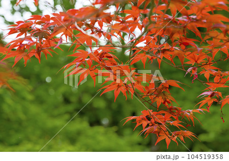 ノムラモミジ 104519358