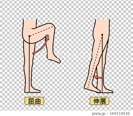 屈曲/伸展 屈曲/伸展 104519530