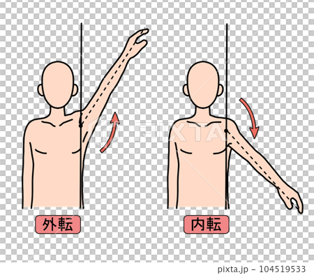 外転内転 104519533