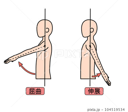 屈曲・伸展 104519534