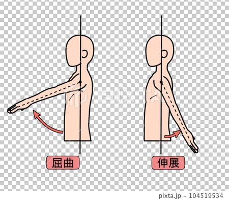 屈曲・伸展 104519534