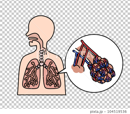 Alveolus Alveolus 104519536