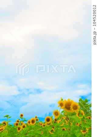 【大阪府】7月・青空の下、元気に咲くひまわり畑 【大阪府】7月・青空の下、元気に咲くひまわり畑 104520012
