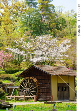 春の水車小屋 104520046