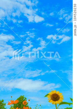 【大阪府】7月・青空の下、元気に咲くひまわり畑 104520230