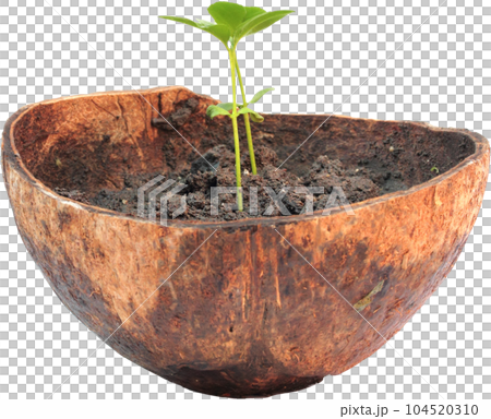 Green sprout growing from ground in coconut shell. Green sprout growing from ground in coconut shell. 104520310
