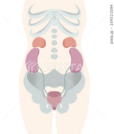 膀胱周りの人体図 104521094