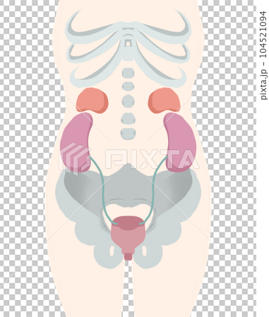 人體膀胱周圍圖 104521094