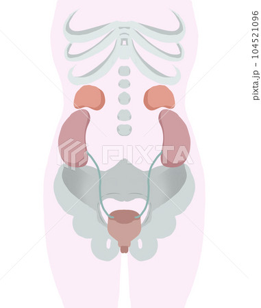 膀胱周りの人体図 104521096
