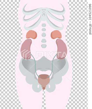 膀胱周りの人体図 104521096