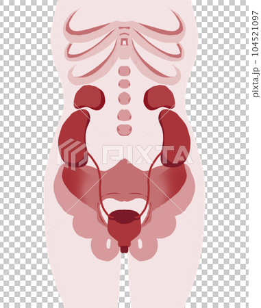 人體膀胱周圍圖 104521097