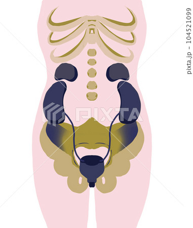 膀胱周りの人体図 104521099
