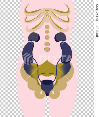 膀胱周りの人体図 104521099