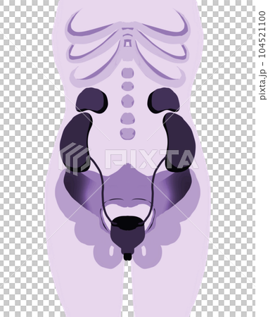 Human body diagram around the bladder Human body diagram around the bladder 104521100