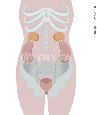 膀胱周りの人体図 104521101