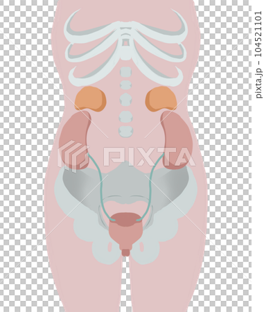 膀胱周りの人体図 104521101