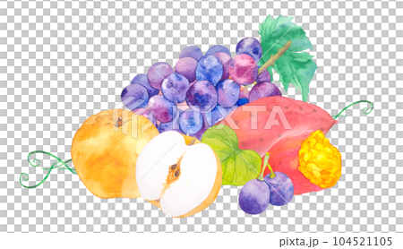 ブドウと梨とさつまいもの秋の果物贈り物水彩イラスト ブドウと梨とさつまいもの秋の果物贈り物水彩イラスト 104521105