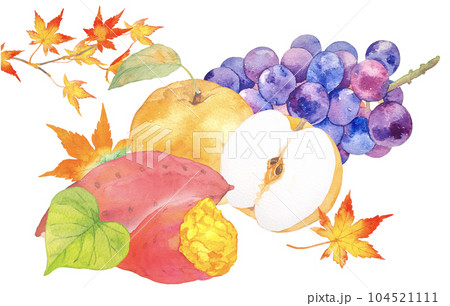 ブドウと梨とさつまいもの秋の果物ギフト水彩イラスト 104521111