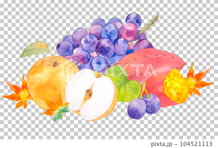 Autumn taste Grape, pear and sweet potato gift watercolor illustration 104521113