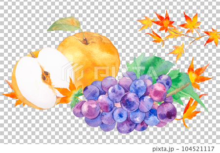 Autumn taste grape and pear gift illustration painted by watercolor 104521117