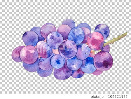水彩で描いた美味しそうな葡萄のイラスト 水彩で描いた美味しそうな葡萄のイラスト 104521123