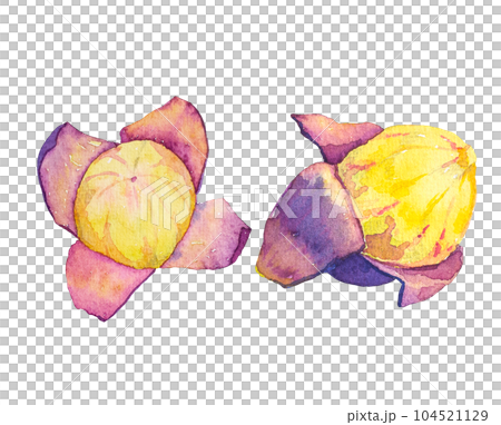 Illustration of juicy grapes painted by watercolor Illustration of juicy grapes painted by watercolor 104521129
