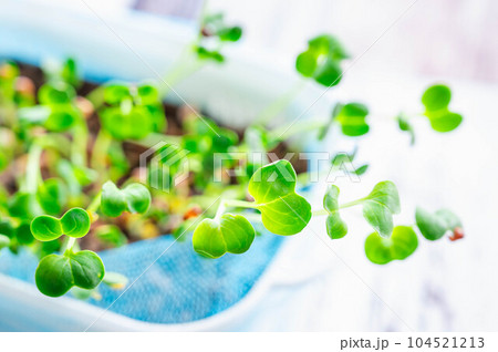 かいわれ大根の水耕栽培 104521213
