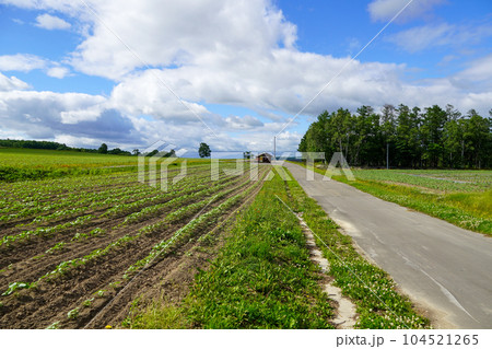 初夏の北竜ひまわりの里（ひまわりはまだ咲いてません） 104521265