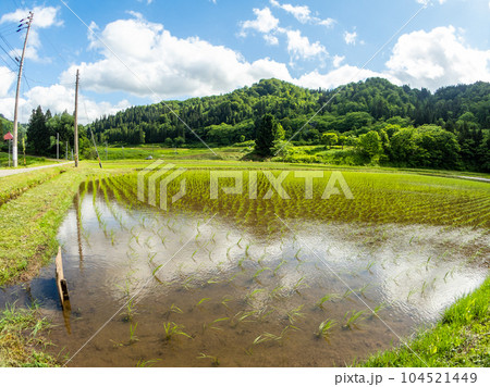 清々しい初夏の景色 千曲川近くの長野県栄村の田植えを終えたばかりの田んぼ 清々しい初夏の景色 千曲川近くの長野県栄村の田植えを終えたばかりの田んぼ 104521449