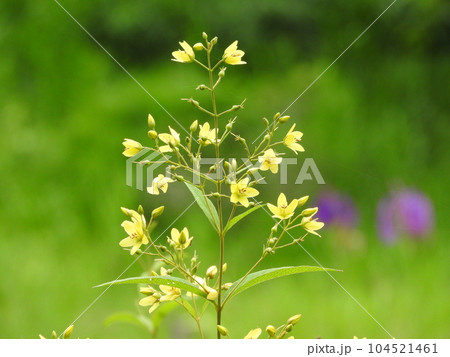 クサレダマ （草連玉） 104521461